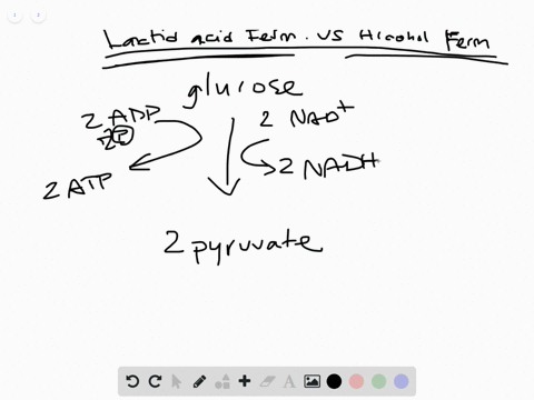 compare-and-contrast-fermentation-as-it-occurs-in-your-muscle-cells-and-in-yeast-cells