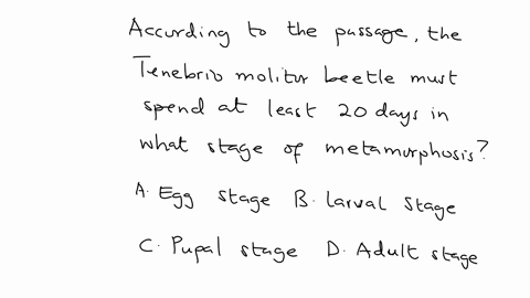 according-to-the-passage-the-tenebrio-molitor-beetle-must-spend-at-least-20-days-in-what-stage-of-me