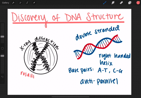 discuss-the-contributions-of-francis-crick-james-watson-and-rosalind-franklin-to-the-discovery-of-th