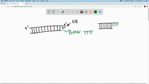 state-the-functions-of-each-of-the-following-participants-in-dna-replication-primer-dna-polymerase-l