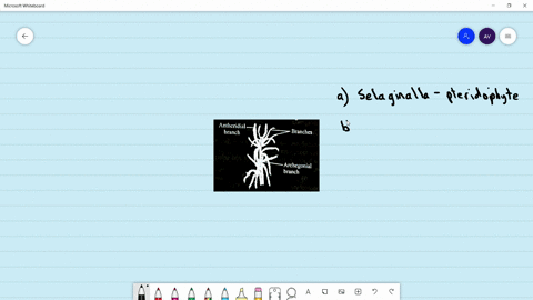 which-of-the-following-options-correctly-identifies-the-plant-shown-in-figure-and-the-group-it-belon