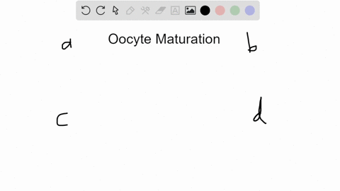 in-which-structure-of-the-female-reproductive-system-does-the-oocyte-mature-a-oviduct-b-endometrium-