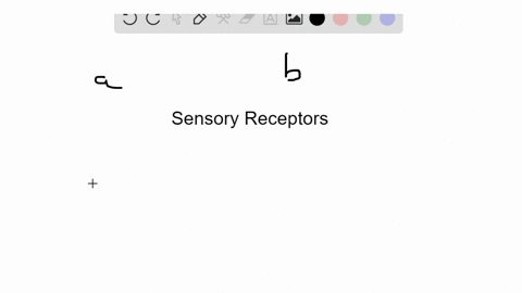 identify-the-type-of-sensory-receptor-that-matches-the-description-some-answers-may-be-used-more-tha