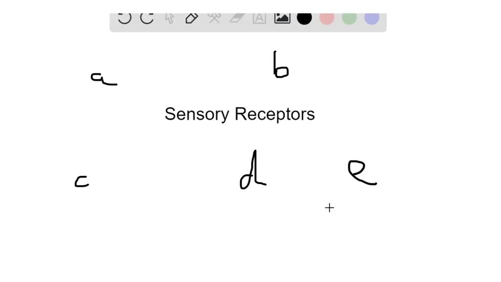 solved-complete-this-concept-map-summarizing-sensory-receptors