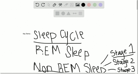 as-the-sleep-cycle-evolves-through-the-night-people-tend-to-a-spend-more-time-in-rem-sleep-and-les-2