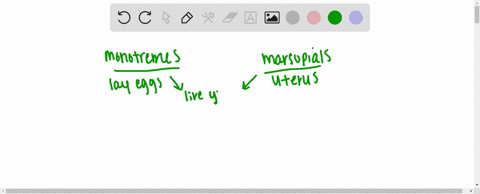 unlike-eutherians-both-monotremes-and-marsupials-a-lack-nipples-b-have-some-embryonic-development-ou