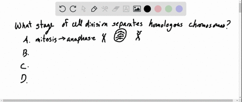 homologous-chromosomes-move-toward-opposite-poles-of-a-dividing-cell-during-a-mitosis-b-meiosis-i-c-