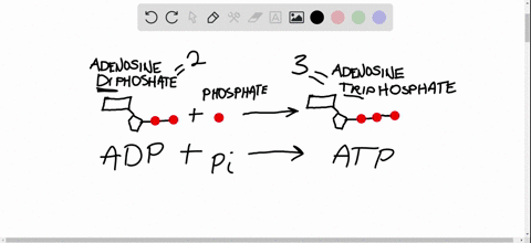 the-synthesis-of-atp-from-adp-and-p-a-stores-energy-in-a-form-that-can-drive-cellular-work-b-involve