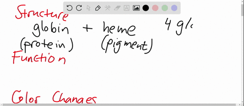 discuss-hemoglobin-relative-to-its-chemical-structure-its-function-and-the-color-changes-it-undergoe