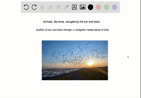 an-animal-that-navigates-by-the-stars-needs________-a-an-ability-to-sense-earths-magnetic-field-b-ph