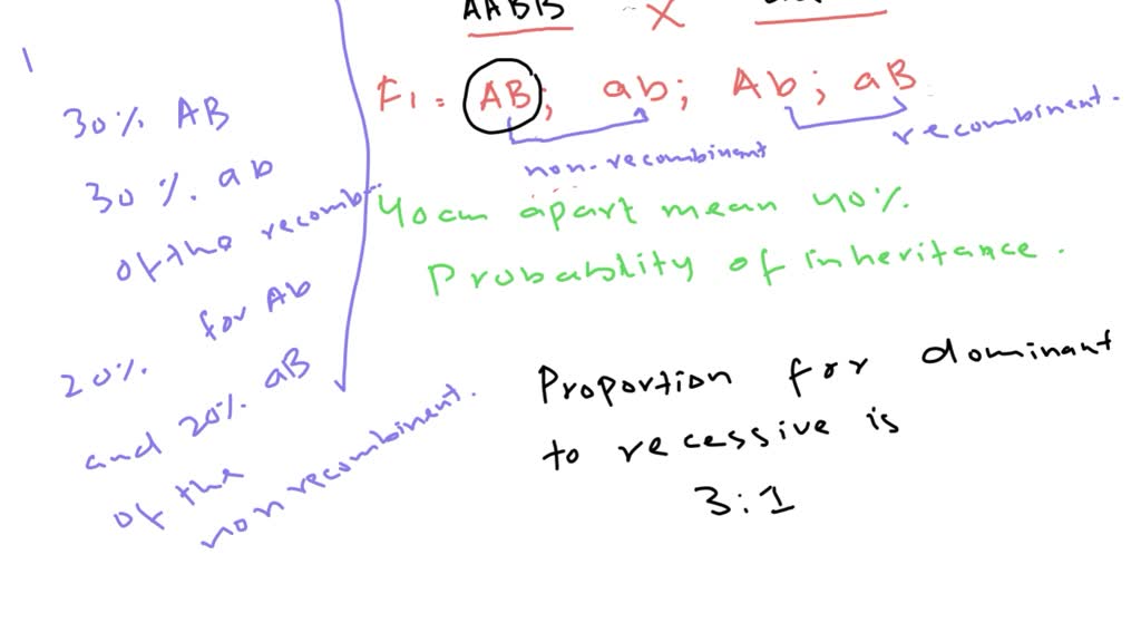 If The A And B Loci Are 40 CM Apart And An A A B B Individual And An Aa ...