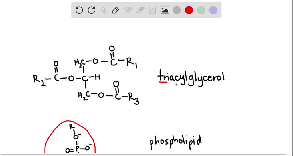 SOLVED: Why can't triacylglycerols be significant components of lipid ...