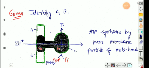 identify-a-b-c-and-d-in-the-given-figurea-a-outer-side-b-inner-mitochondrial-membrane-c-inner-membra