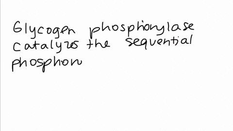 what-is-the-function-of-glycogen-phosphorylase