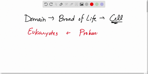 which-of-the-following-is-not-a-domain-a-archaea-b-eukarya-c-plantae-d-bacteria