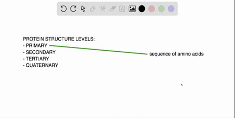 the-sequence-of-amino-acids-in-a-protein-is-called-it-____________