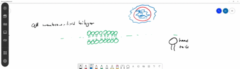 how-do-phospholipids-contribute-to-cell-membrane-structure-a-phospholipids-orient-their-heads-toward
