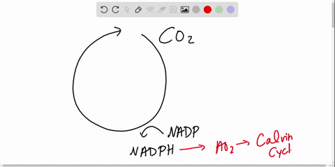 Solved:which Statement Correctly Describes Carbon Fixation? A. The  Conversion Of \Mathrm{Co}_{2} To An Organic Compound B. The Use Of Rubisco  To Form 3-Pga C. The Production Of Carbohydrate Molecules From G3P D. Solved:which Statement Correctly Describes Carbon Fixation? A. The  Conversion Of \Mathrm{Co}_{2} To An Organic Compound B. The Use Of Rubisco  To Form 3-Pga C. The Production Of Carbohydrate Molecules From G3P D.