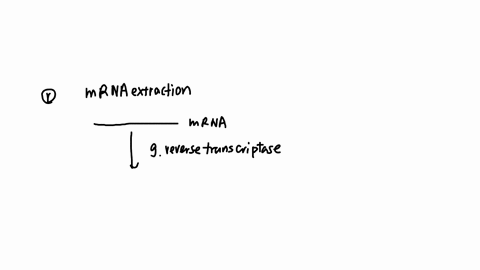 which-of-the-enzymes-from-the-following-list-would-you-need-to-make-a-cdna-library-what-is-the-funct