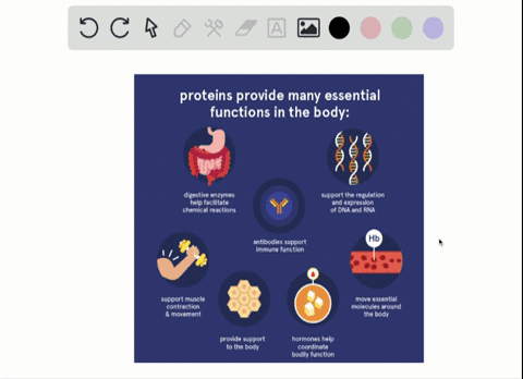 proteins-are-an-essential-component-of-a-healthy-diet-for-humans-and-other-animals-their-most-common