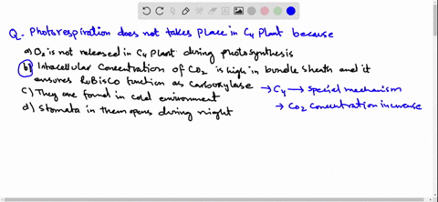 photorespiration-does-not-takes-place-in-mathrmc_4-plant-because-a-mathrmo_2-is-not-released-in-math