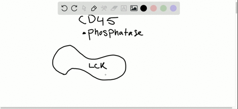 signaling-protein-tyrosine-phosphatases-such-as-the-molecule-cd45-expressed-in-both-b-cells-and-t-ce