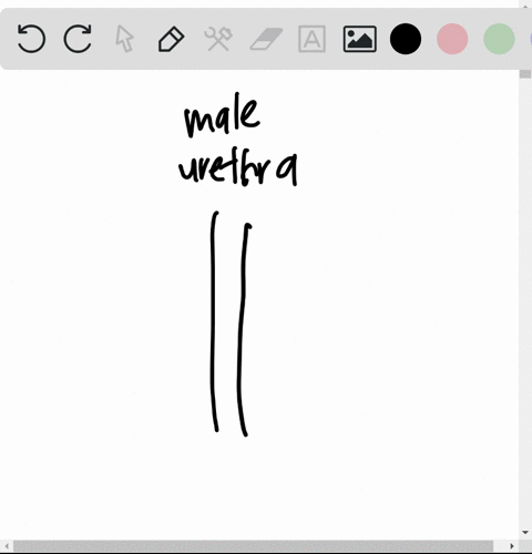 in-male-mammals-excretory-and-reproductive-systems-share-a-the-vas-deferens-b-the-urethra-c-the-semi