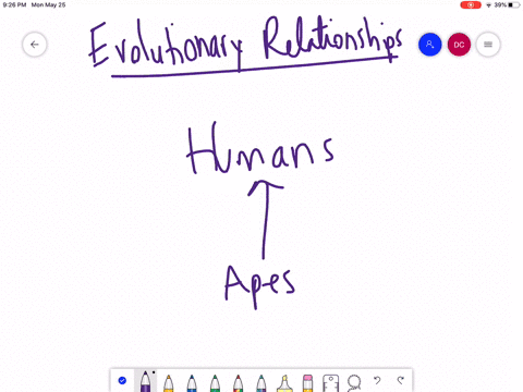 Solved According To The Fossil Evidence Modern Humans A Evolved From Solved According To The Fossil Evidence Modern Humans A Evolved From
