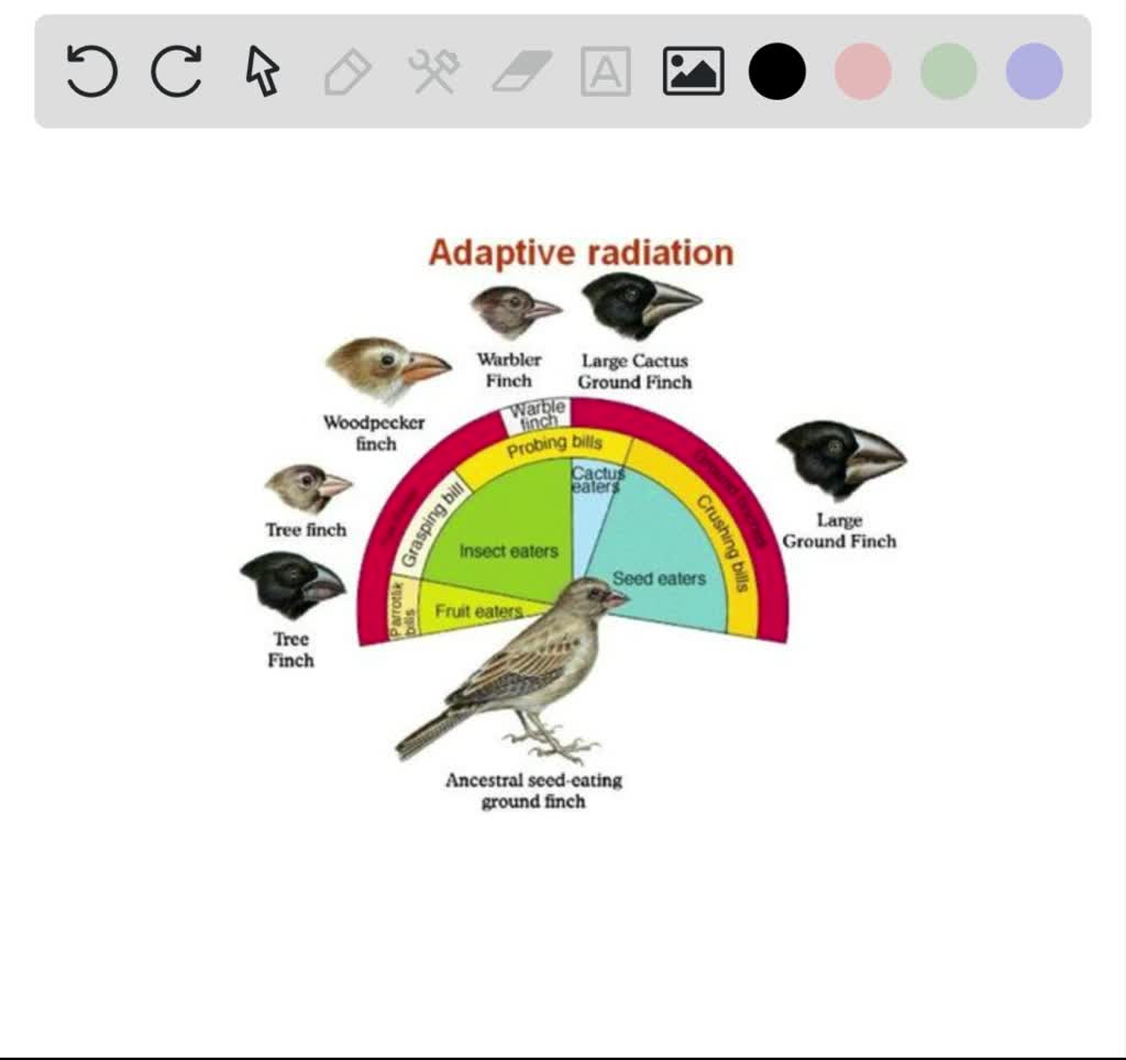 darwins finches adaptive radiation