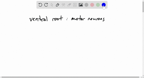 which-region-of-gray-matter-in-the-spinal-cord-contains-motor-neurons-that-innervate-skeletal-muscle