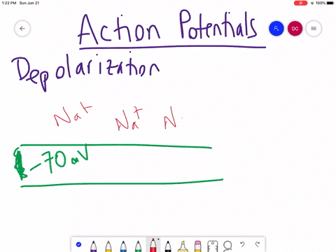 what-ion-enters-a-neuron-causing-depolarization-of-the-cell-membrane-a-sodium-b-chloride-c-potassium