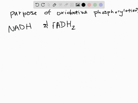 what-is-the-main-function-of-oxidative-phosphorylation-the-electron-transport-chain-3