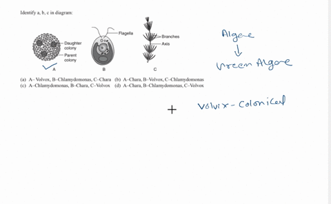 identify-mathrma-mathrmb-mathrmc-in-diagram-a-a-volvox-b-chlamydomonas-c-chara-b-a-chara-b-volvox-c-