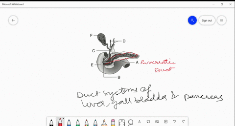 identify-mathrma-to-mathrmf-in-the-given-figurea-a-common-bile-duct-b-gall-bladder-c-pancreatic-duct