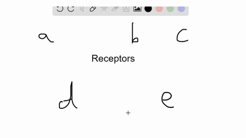 the-senses-of-taste-and-smell-rely-primarily-on-what-type-of-receptors-a-mechanoreceptors-b-nocice-2