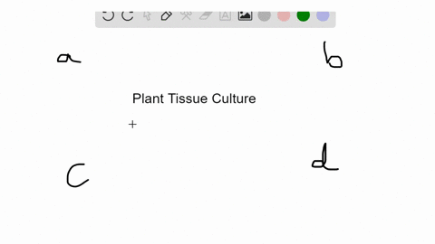 plant-tissue-culture-takes-advantage-of-a-phototropism-b-gravitropism-c-asexual-reproduction-from-tu