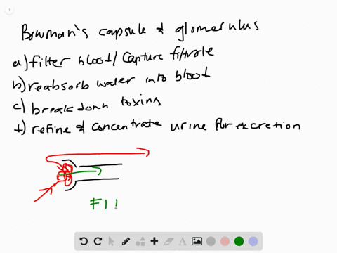 in-each-nephron-of-the-kidney-the-glomerulus-and-bowmans-capsule-a-filter-the-blood-and-capture-th-2