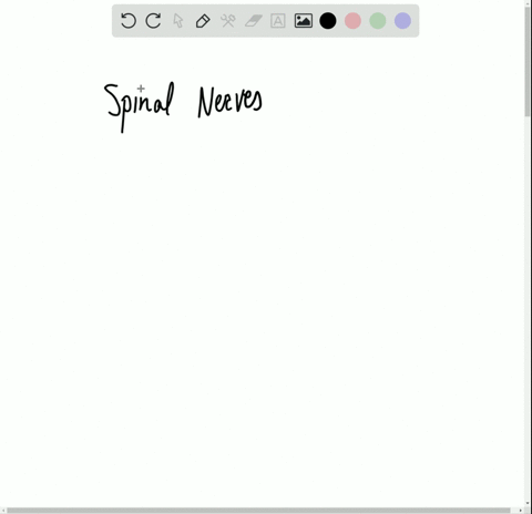 a-spinal-nerve-takes-nerve-signals-a-to-the-cns-b-away-from-the-cns-c-both-to-and-away-from-the-cns-