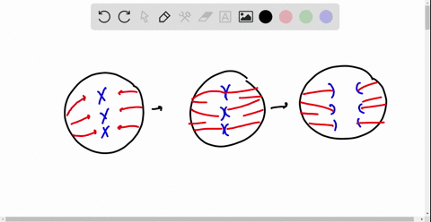 scientific-inquiry-although-both-ends-of-a-microtubule-can-gain-or-lose-subunits-one-end-called-the-
