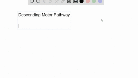 watch-this-video-httpopenstaxcollegeorgi-motorpathway-to-learn-more-about-the-descending-motor-pathw