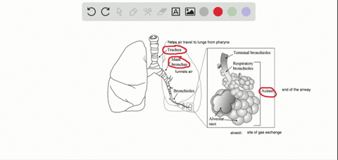 describe-the-function-of-these-terms-and-describe-where-they-are-located-main-bronchus-trachea-alv-2
