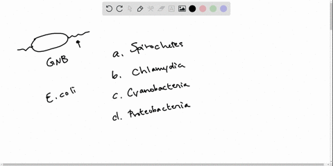 the-symbiotic-e-coli-in-your-gut-are-________________-a-spirochetes-b-chlamydias-c-cyanobacteria-d-p