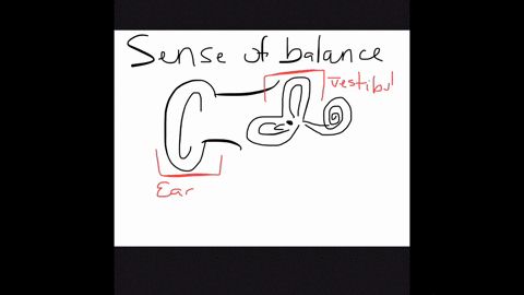 mechanoreceptors-in-the-_________-send-signals-to-the-brain-about-the-bodys-position-relative-to-gra