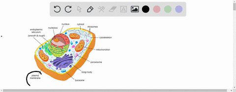 the-plasma-membrane-_______-a-surrounds-the-cytoplasm-b-separates-the-nucleus-from-the-cytoplasm-c-s