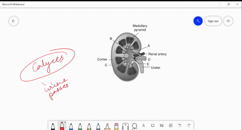 in-which-part-of-the-diagram-calyces-opens-a-mathrma-b-mathrmb-c-mathrmc-d-mathrme