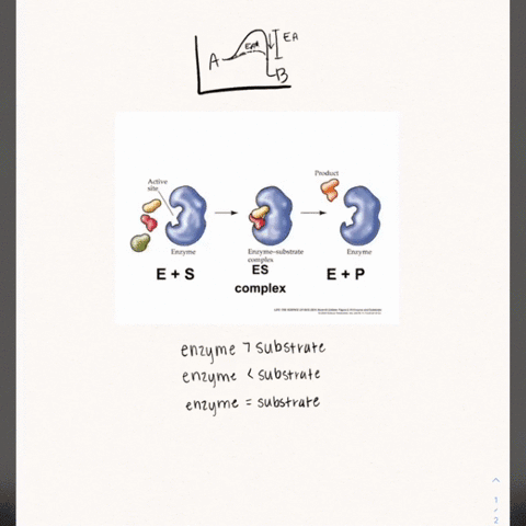 if-an-enzyme-is-added-to-a-solution-where-its-substrate-and-product-are-in-equilibrium-what-will-o-2