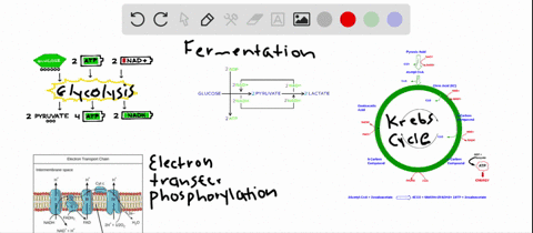 match-the-event-with-its-most-suitable-description-________glycolysis-________fermentation-_______-2