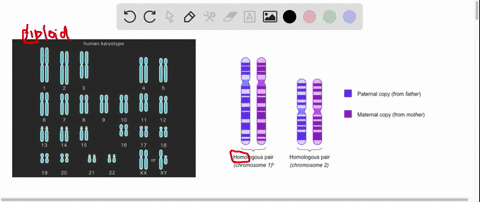 where-do-the-members-of-each-pair-of-homologous-chromosomes-in-a-diploid-cell-come-from