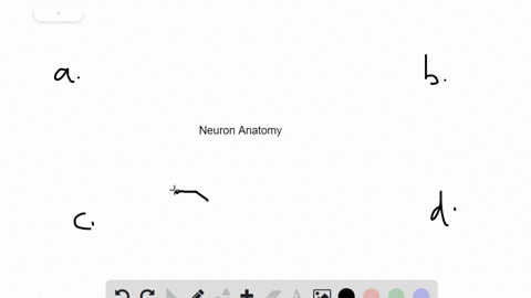 a-neuron-ends-in-many-branches-each-with-a-bulb-like-______-that-contains-neurotransmitters-which-ca