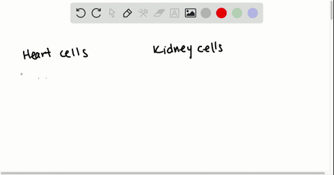 true-or-false-some-heart-cells-and-kidney-cells-secrete-hormones-2